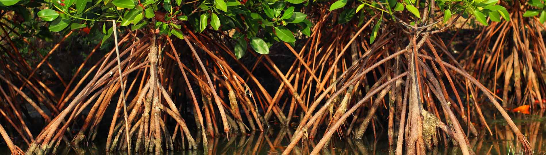 Blue carbon credits